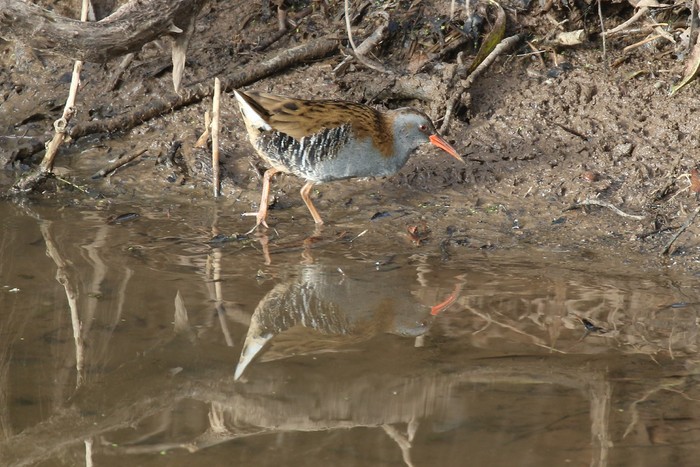 Water Rail