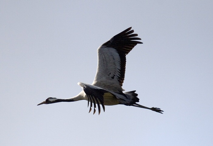 Common Crane