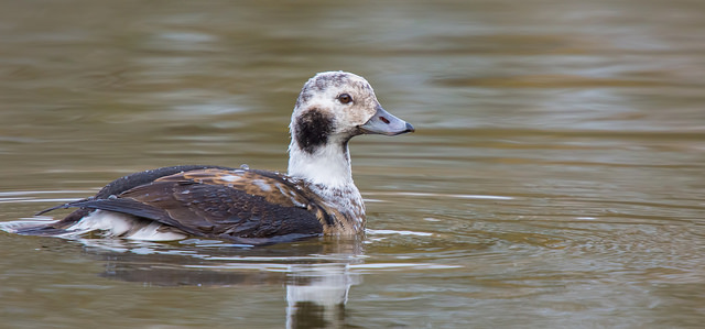 Long-tailed Duck