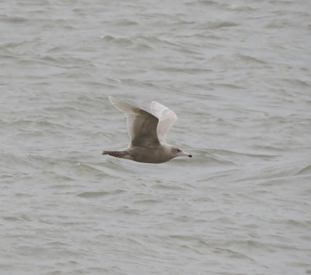 Glaucous Gull