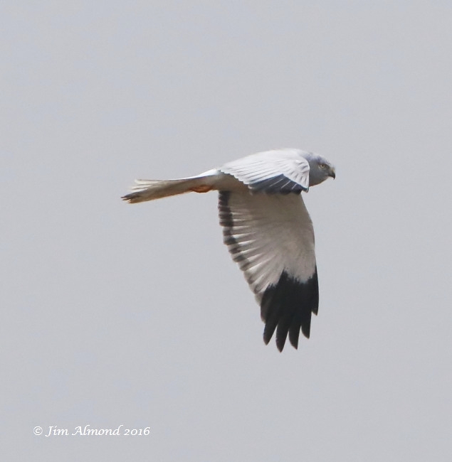 Hen Harrier