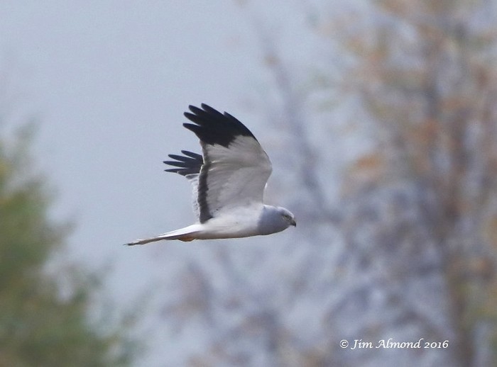 Hen Harrier