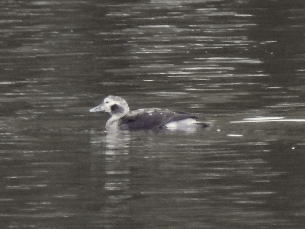 Long-tailed Duck