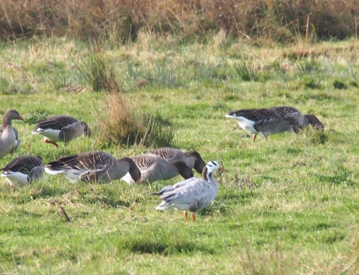 Bar-headed Goose