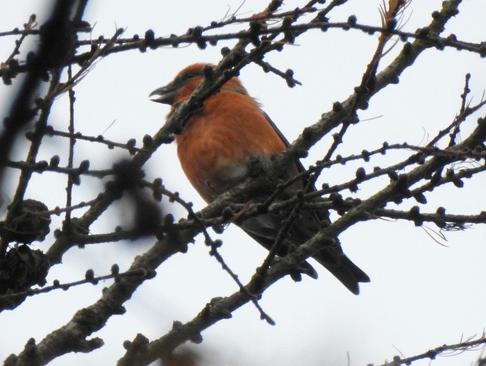 Crossbill