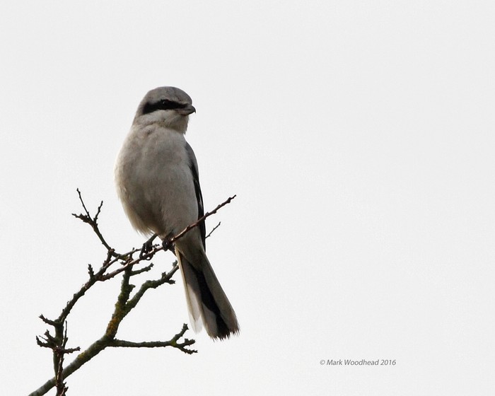 Great Grey Shrike