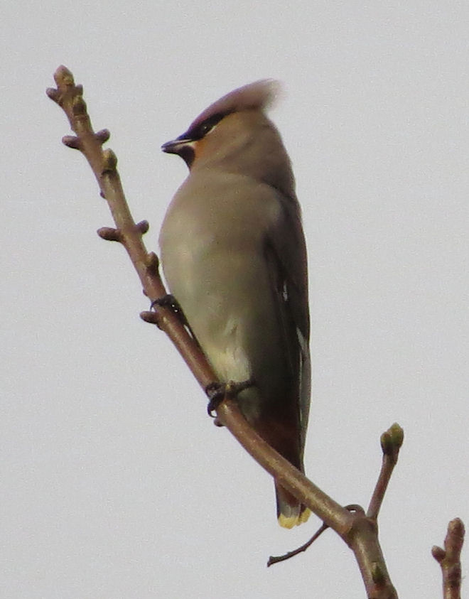 Waxwing