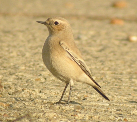 Desert Wheatear
