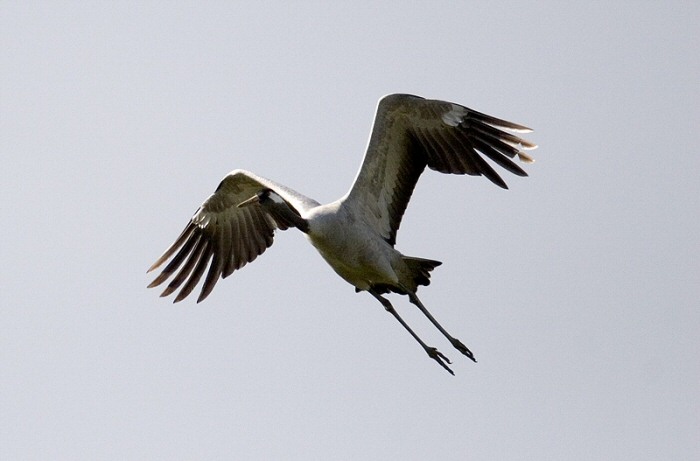 Common Crane