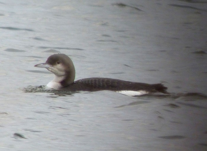 Black-throated Diver