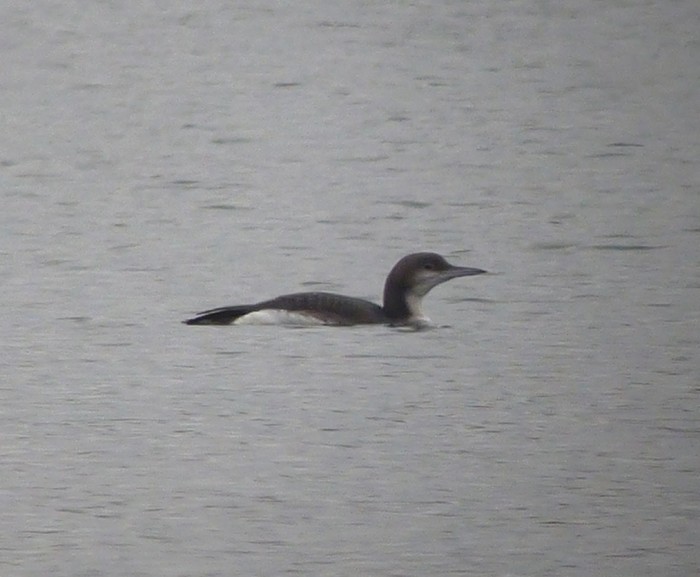 Black-throated Diver