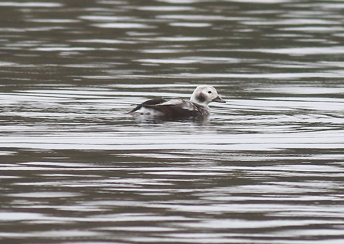 Long-tailed Duck