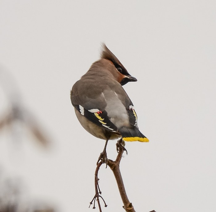 Waxwing