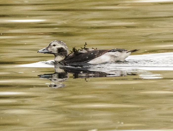 Long-tailed Duck