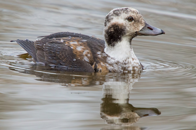 Long-tailed Duck