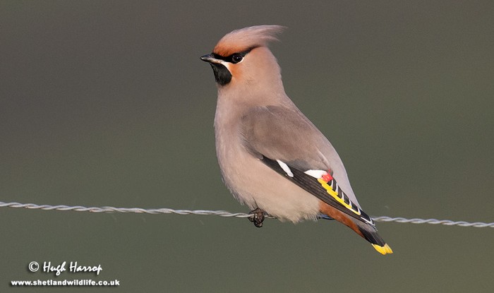 Waxwing