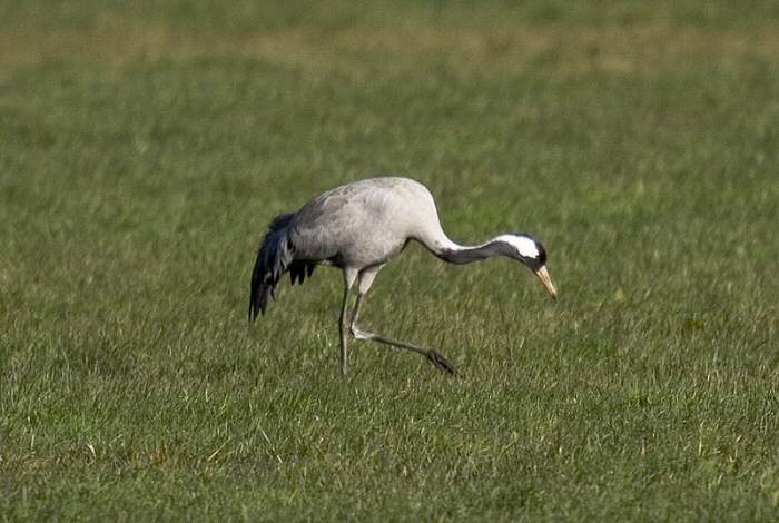 Common Crane