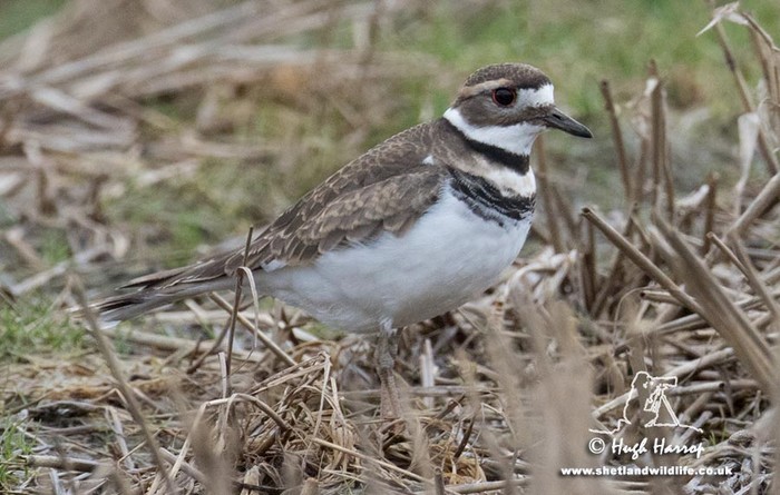 Killdeer