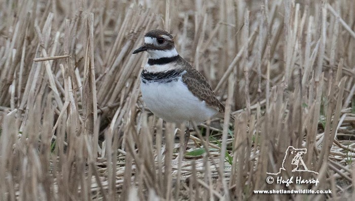 Killdeer