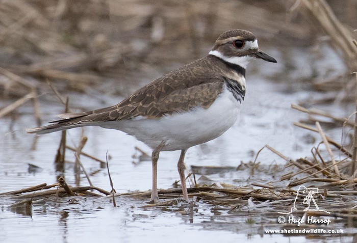 Killdeer