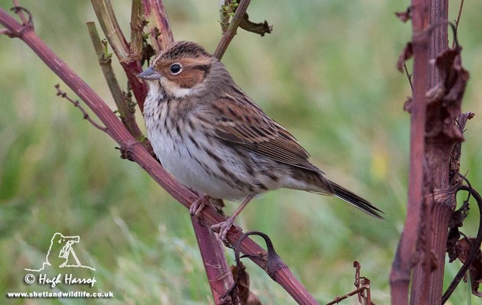 Little Bunting