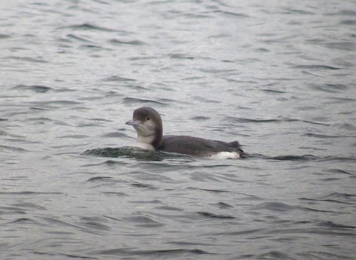 Black-throated Diver