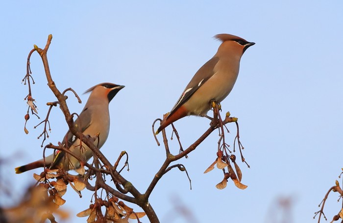 Waxwing