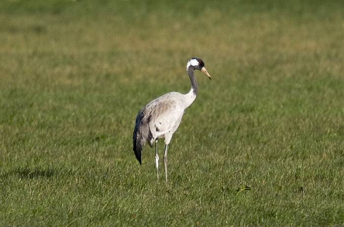 Common Crane
