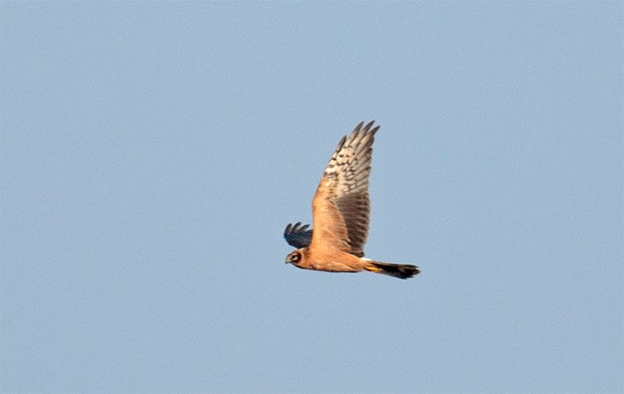 Pallid Harrier