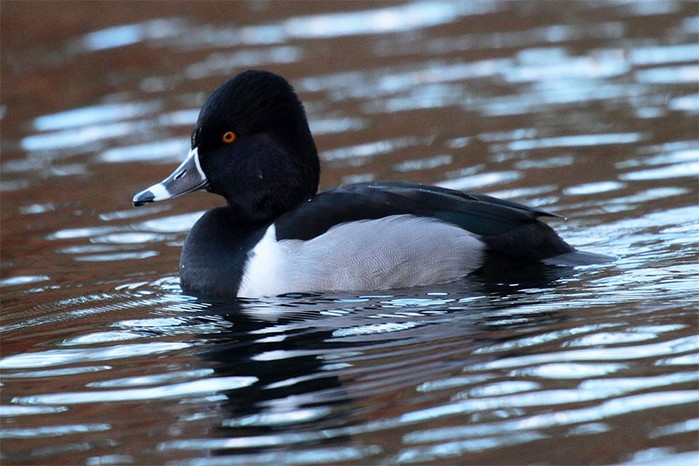 Ring-necked Duck