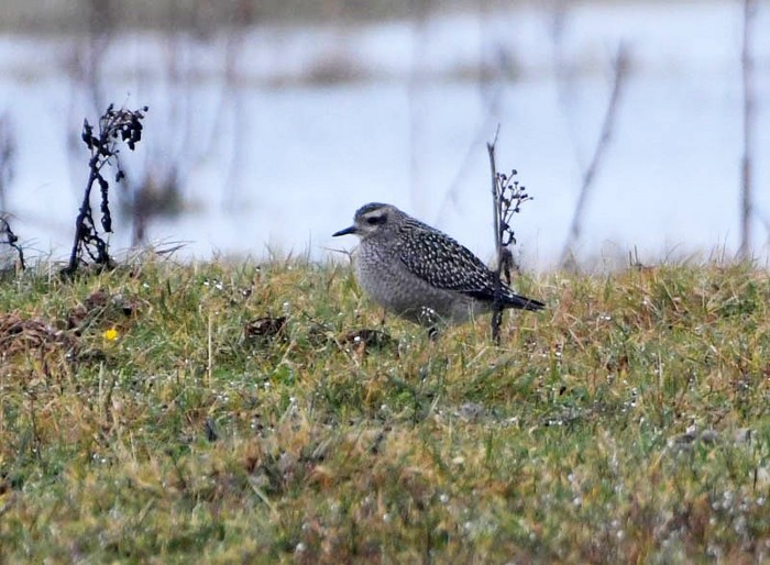 American Golden Plover