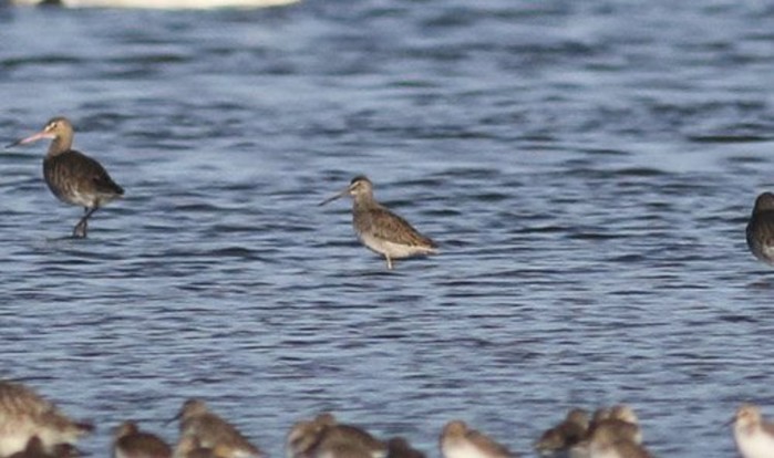 Long-billed Dowitcher