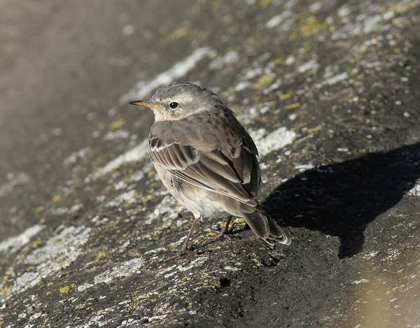 Water Pipit