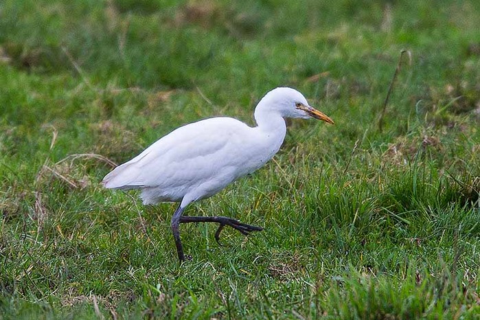 Cattle Egret