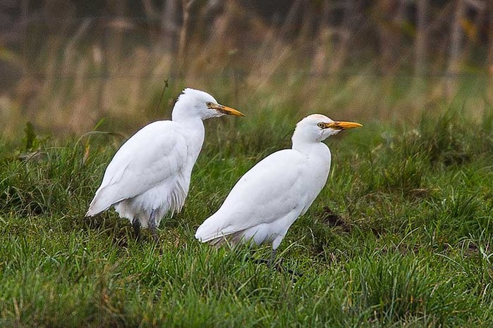 Cattle Egret