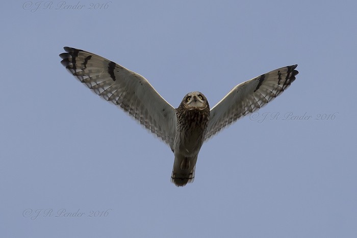 Short-eared Owl