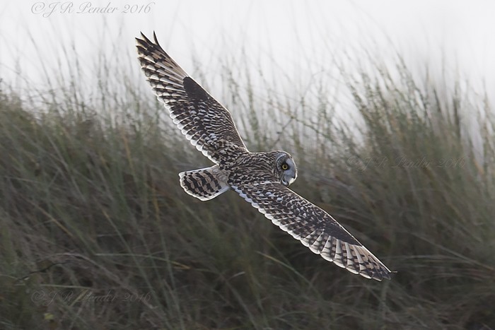 Short-eared Owl