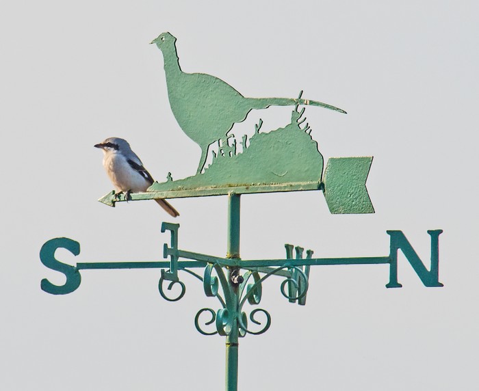 Great Grey Shrike