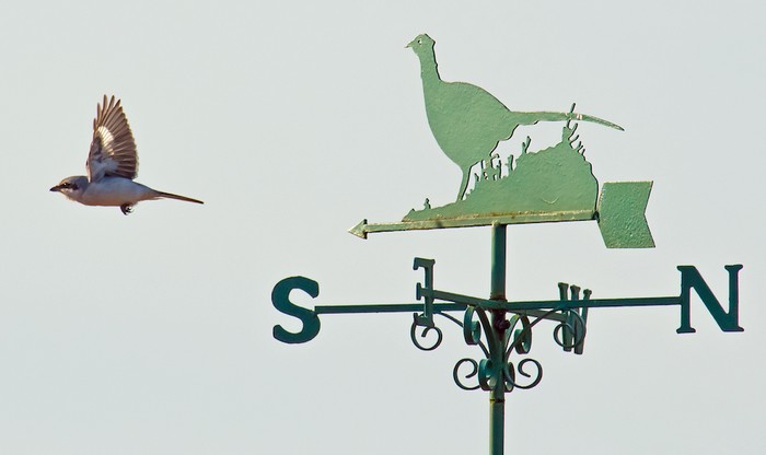 Great Grey Shrike