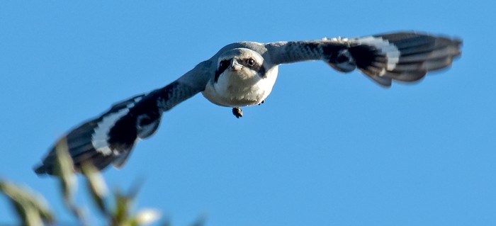 Great Grey Shrike