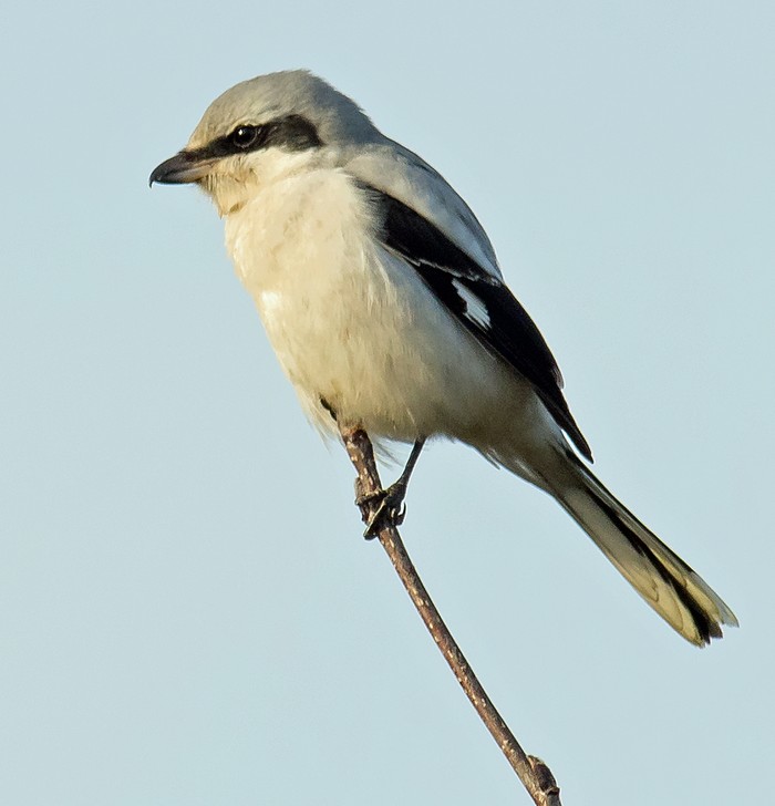 Great Grey Shrike