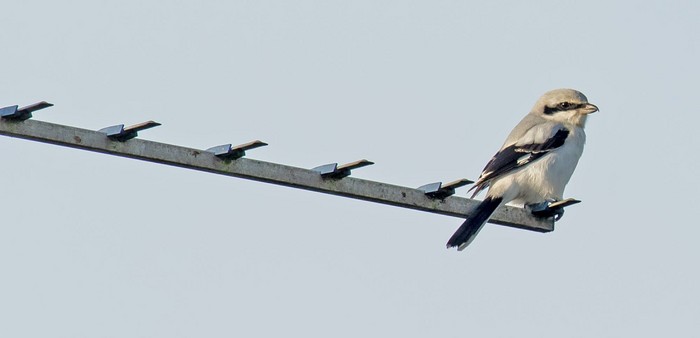 Great Grey Shrike