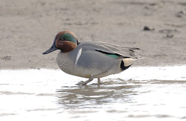 Green-winged Teal