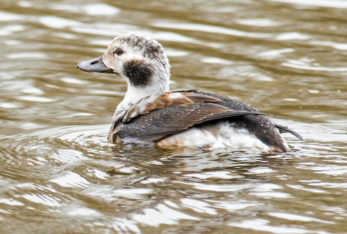 Long-tailed Duck