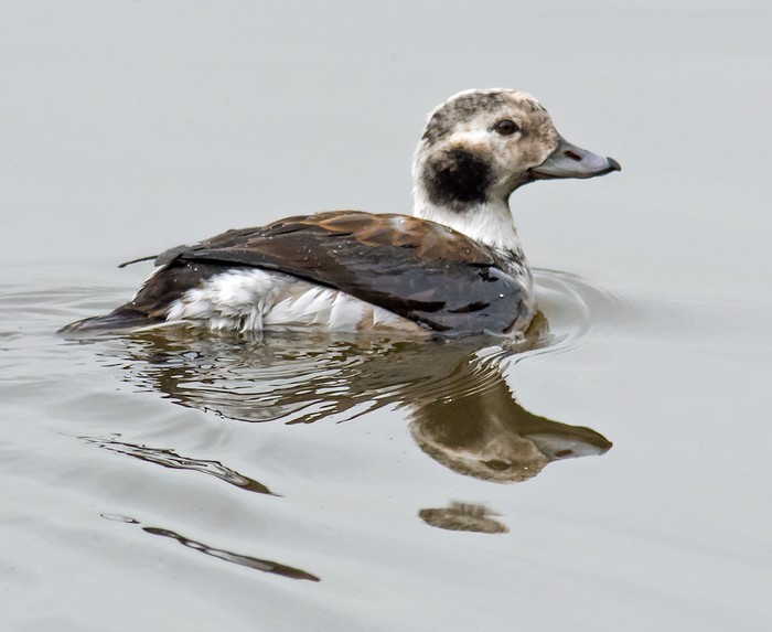 Long-tailed Duck