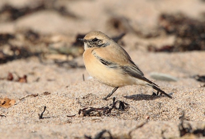 Desert Wheatear
