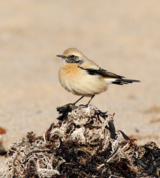 Desert Wheatear