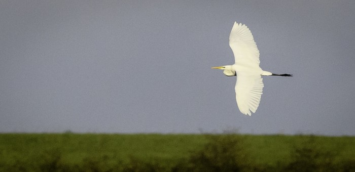 Great White Egret