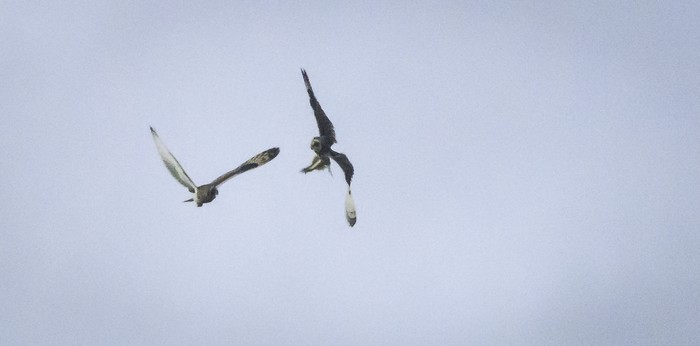Short-eared Owl