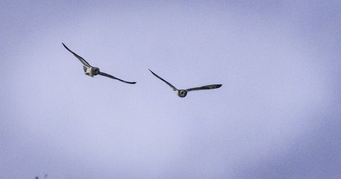 Short-eared Owl